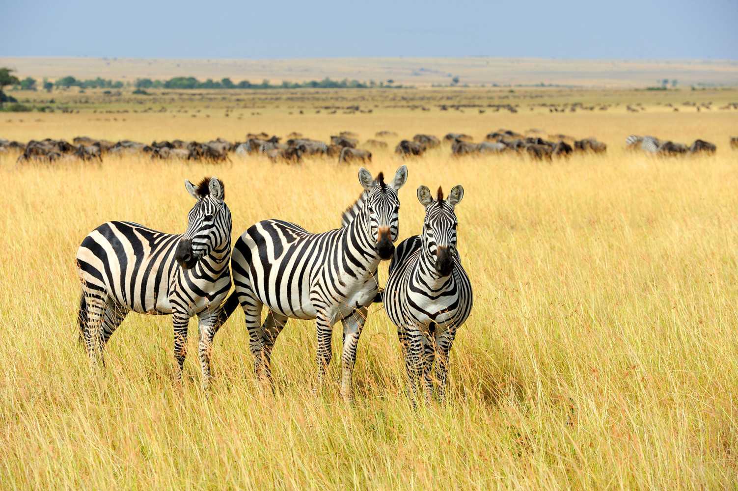 Africa - Zebras