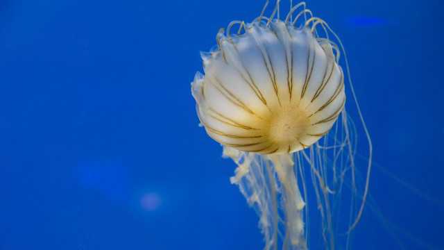 Baltimore Aquarium Jellyfish