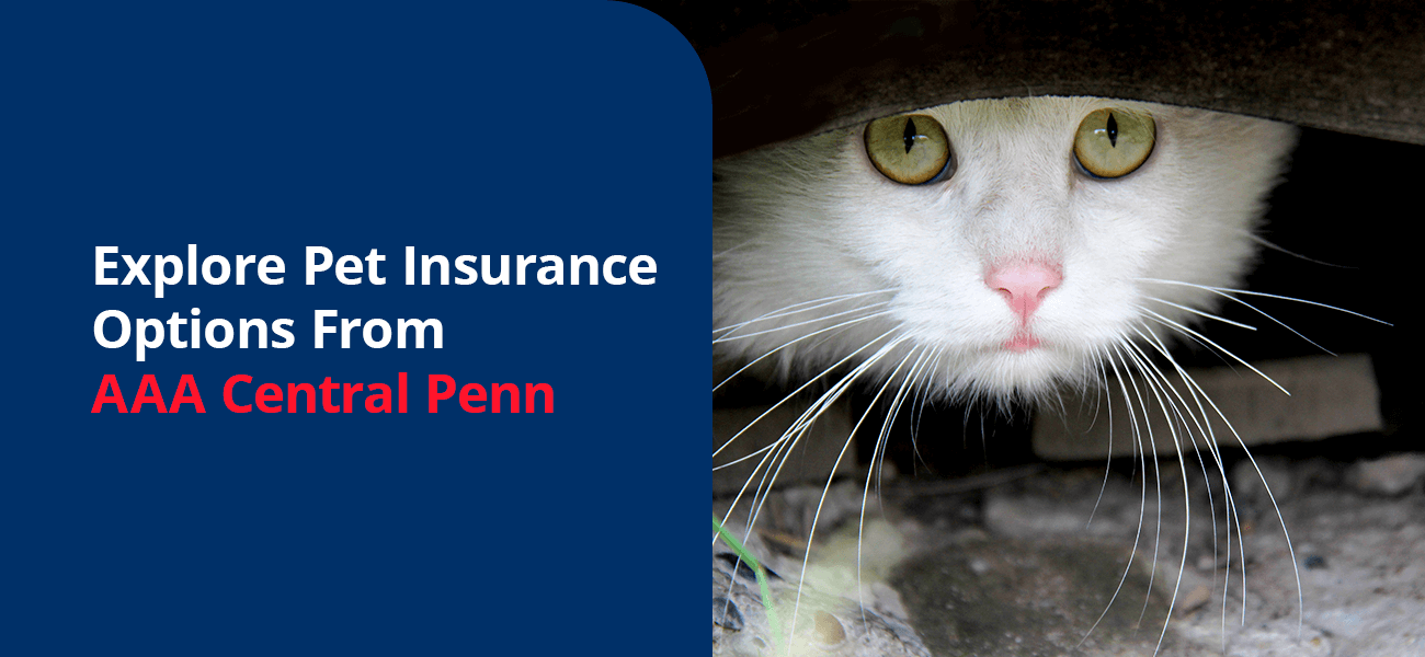 Explore Pet Insurance Options From AAA Central Penn