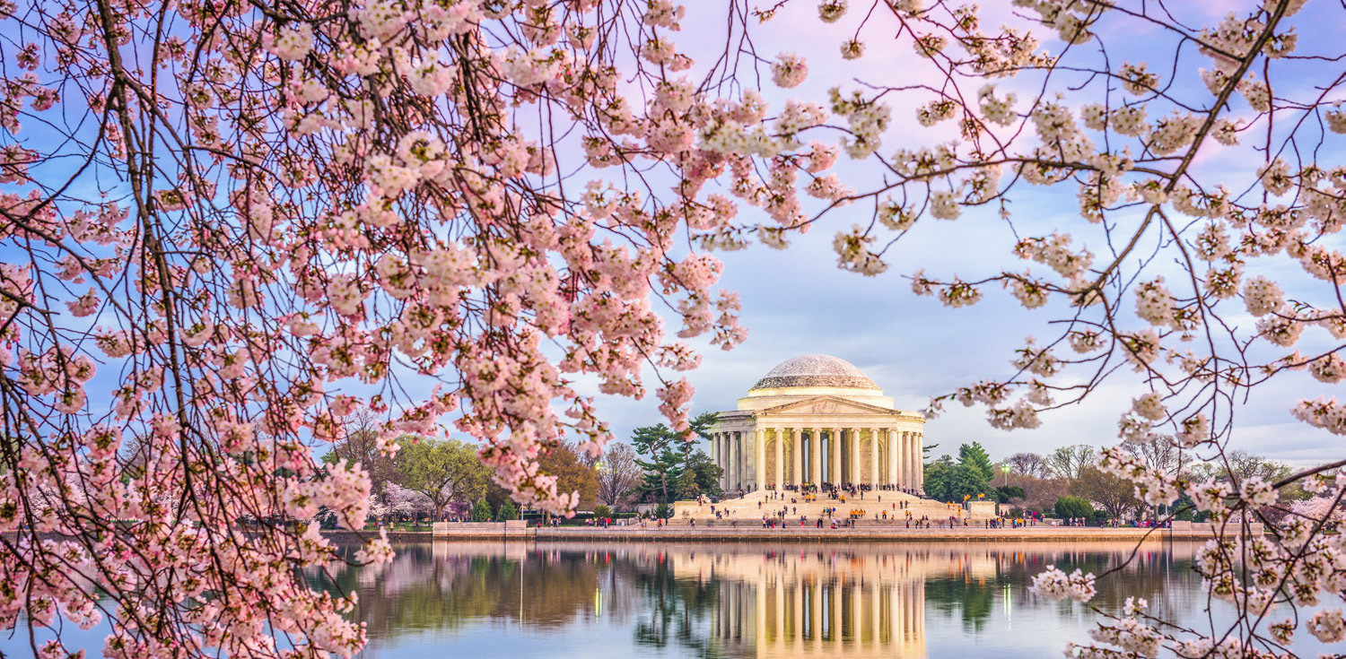 Cherry Blossoms