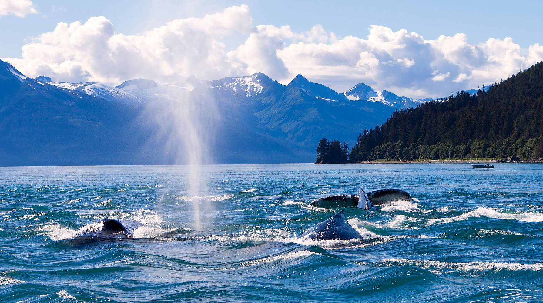 Alaska Whales