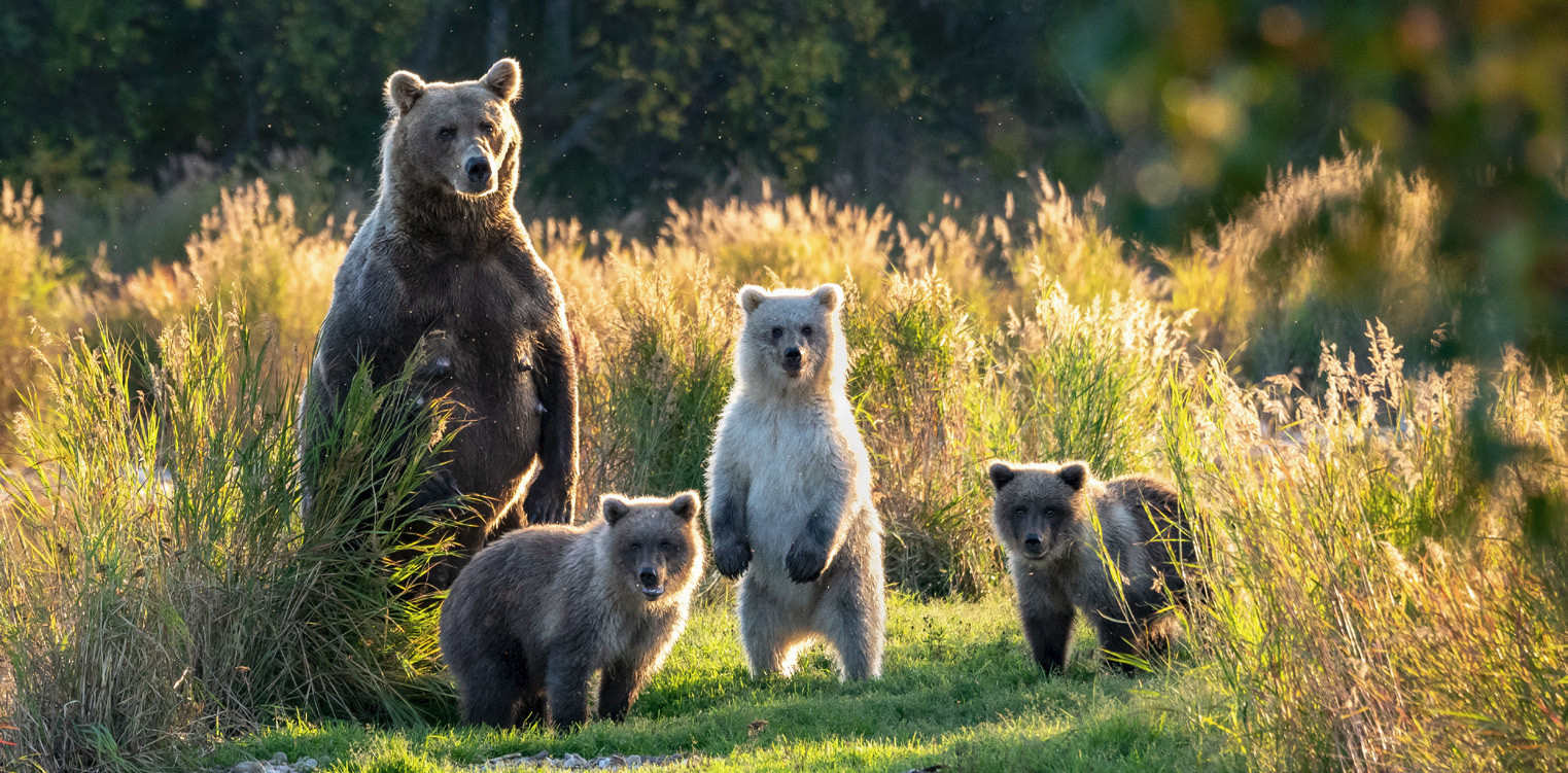 Bears in Denali