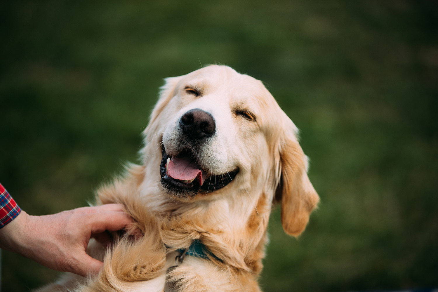 AAA Cares Dog Smiling