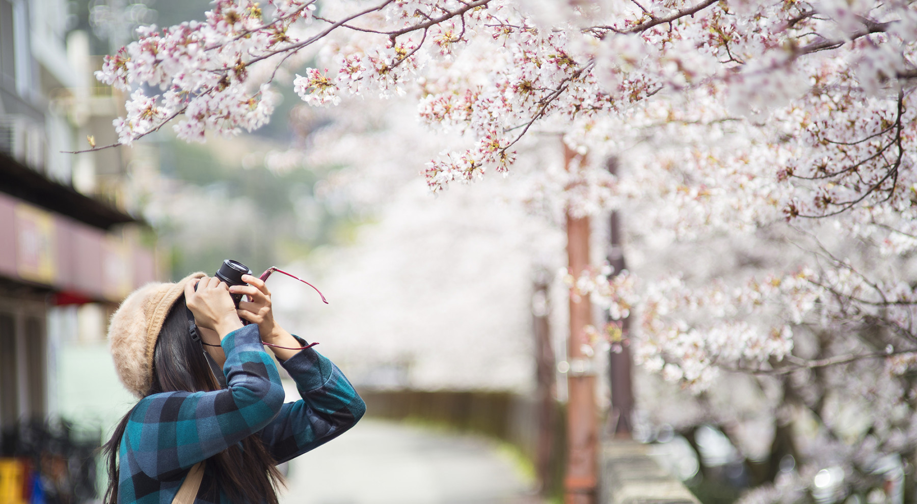 Travel - Cherry Blossoms Picture