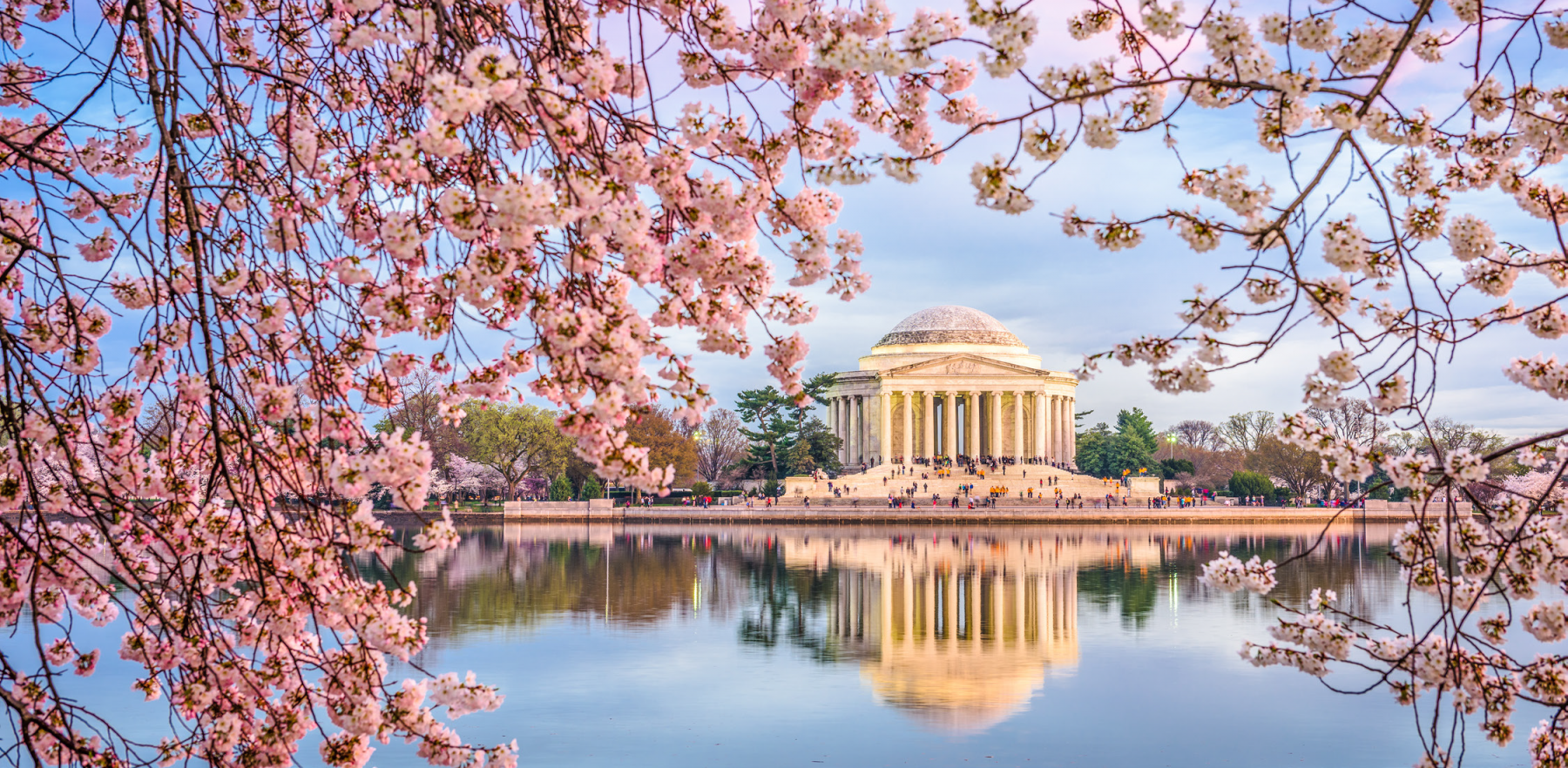 Cherry Blossoms 2021