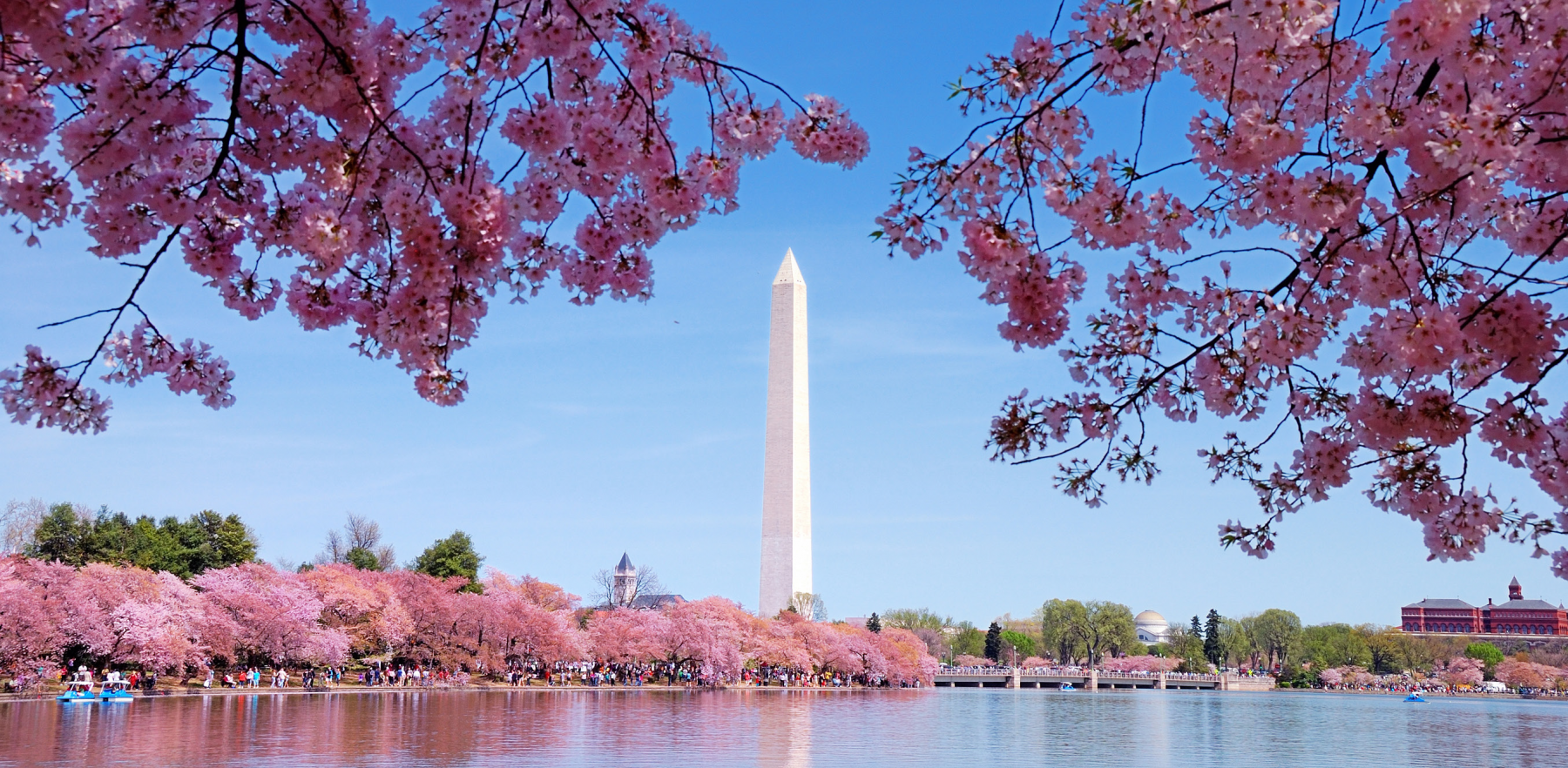 Cherry Blossoms April 2021