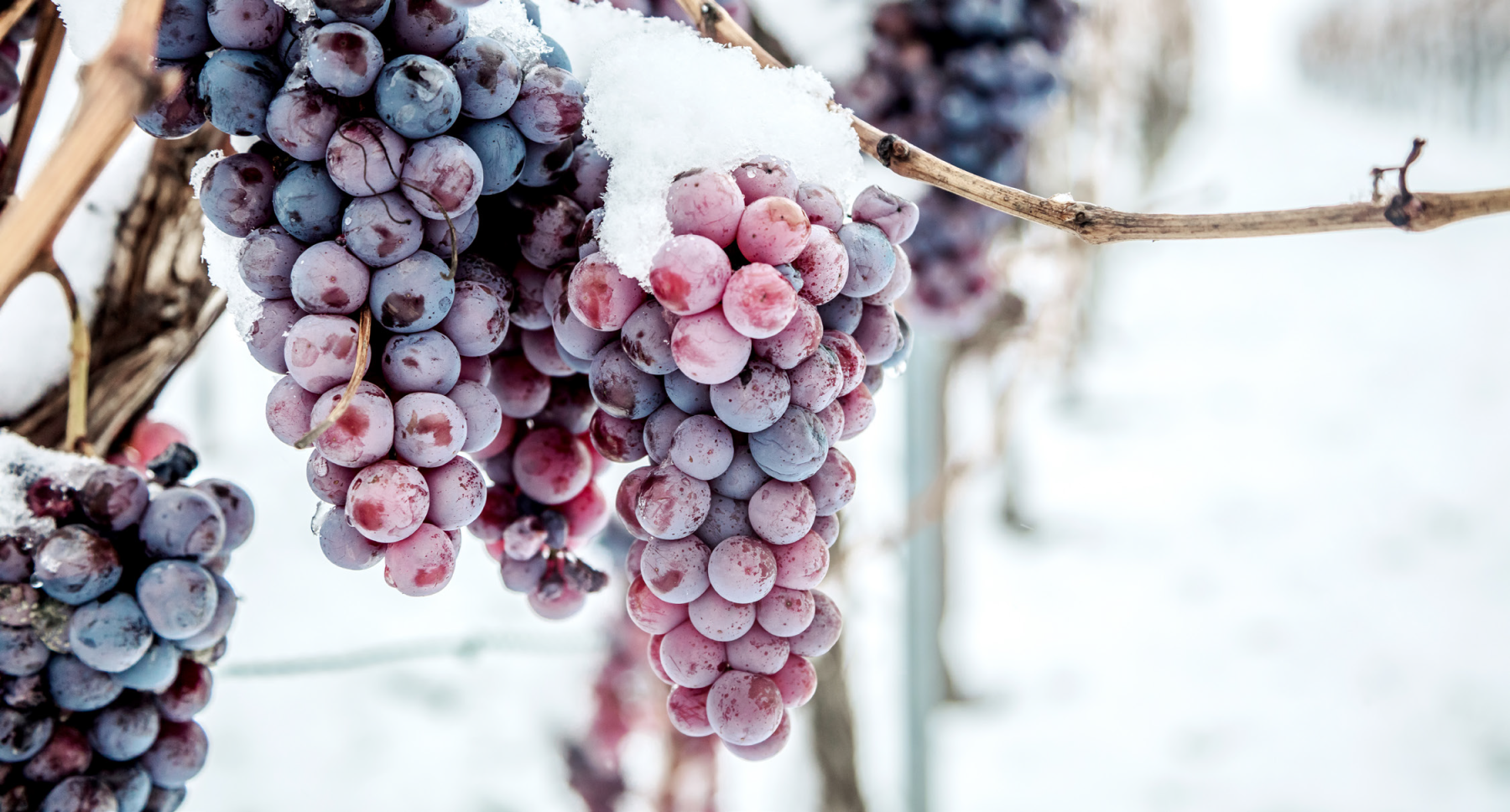Winter Grapevine 2021