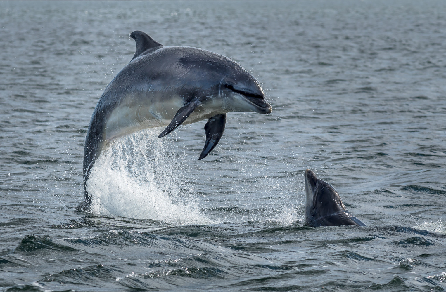 Cape May Dolphin Cruise 2021