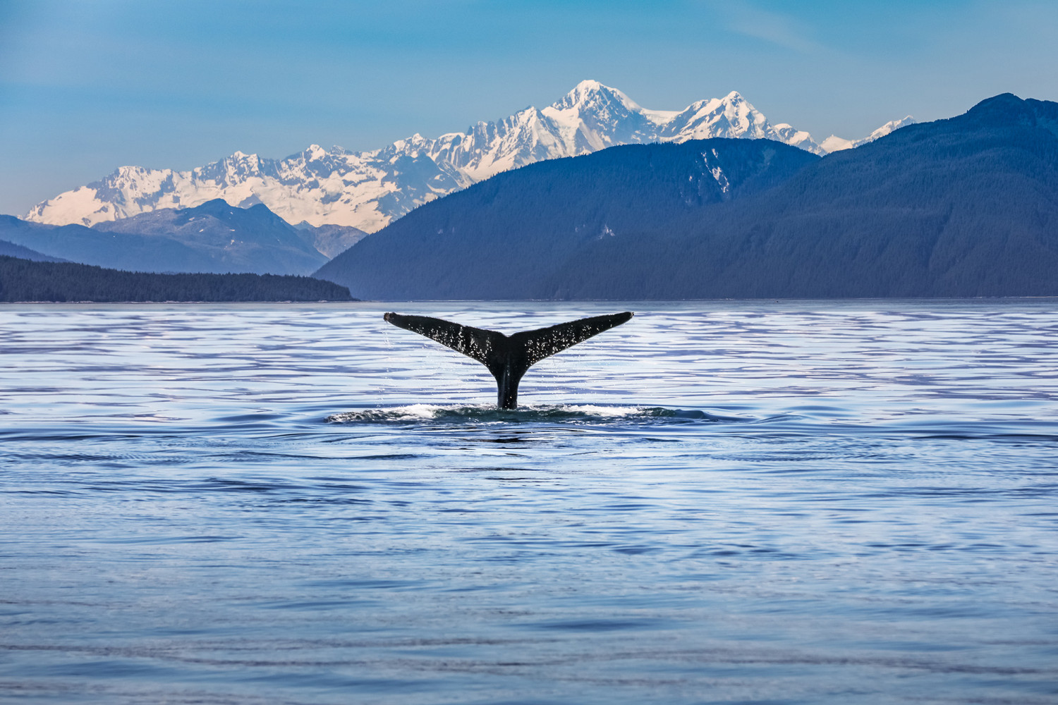 On Stage Alaska - whale tail