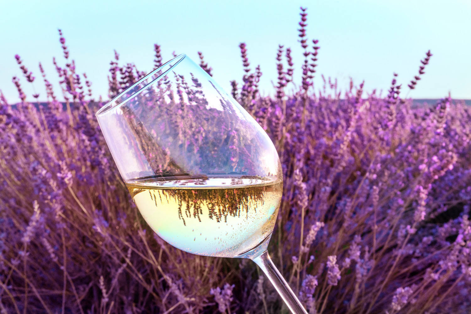 Lavender & Wine 
