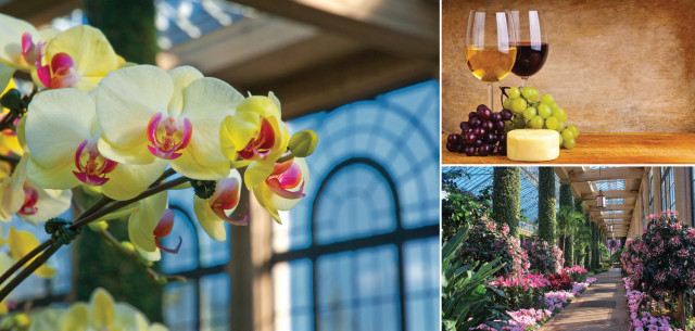 Orchids