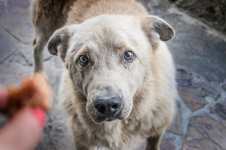 AAA Cares Dog Shelter