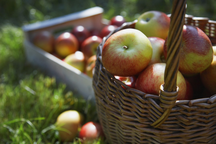 basket of apples