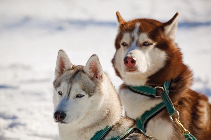 Huskies