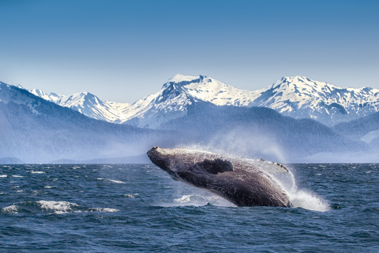 Whale in Alaska