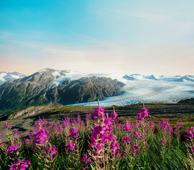 Field of Flowers