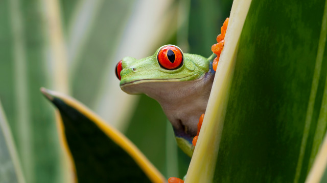 Costa Rica Green Tree Frog