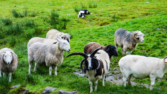 Sheepdogs in Ireland
