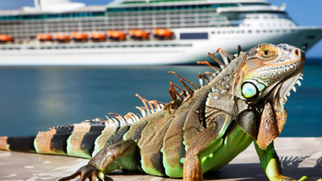 iguana in front of cruise in port