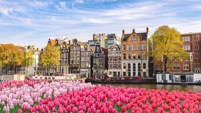 Amsterdam Spring Tulips