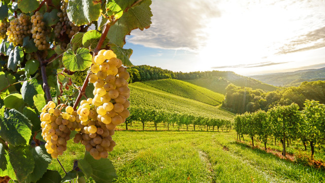 Napa Valley