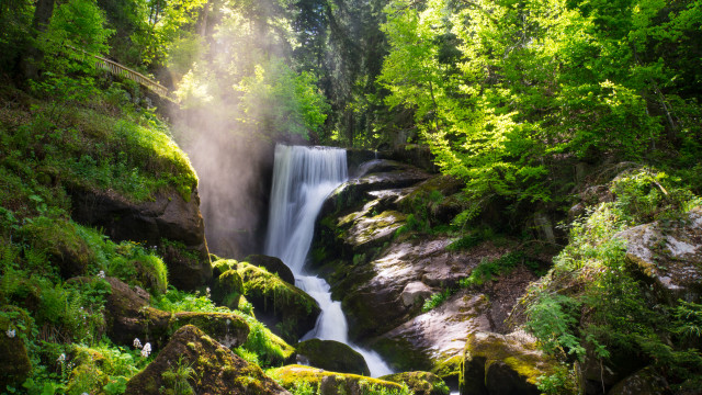 Serene Black Forest Waterfall