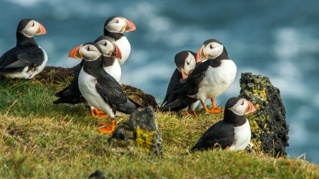 Iceland's Native Puffins