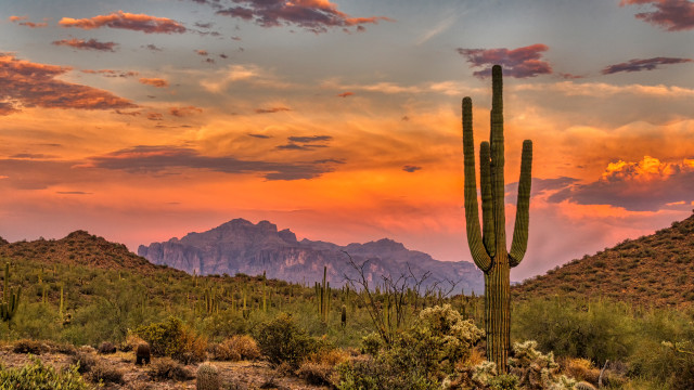 Arizona Sunset Desert Cactus