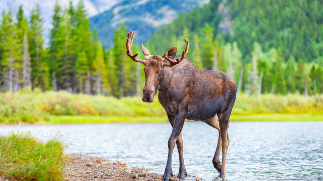 Montana Glacier National Park Bull Moose