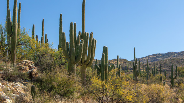 Saguaro National Park 