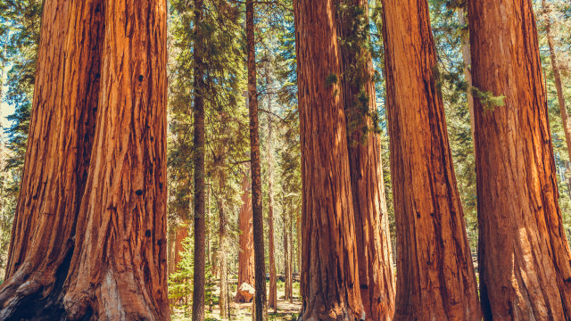 Sequoia Redwoods 