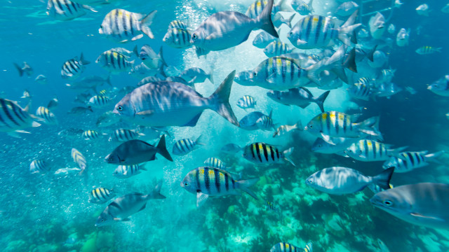 Bermuda diving 