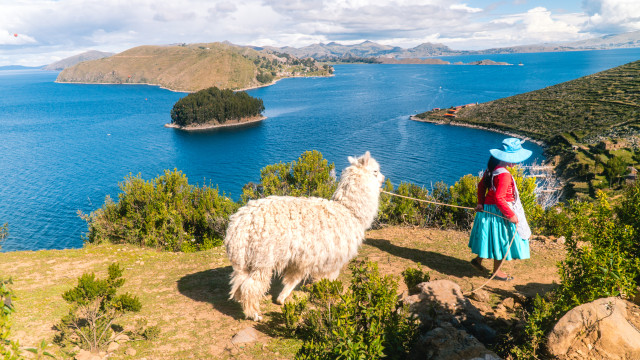 Lake Titicaca Peru Alpaca 