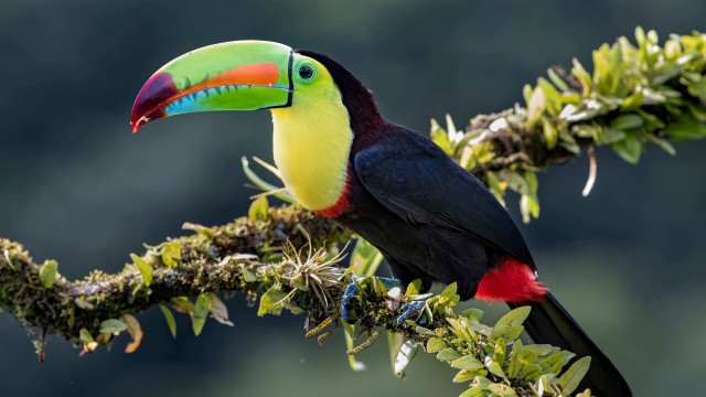 Tucan
