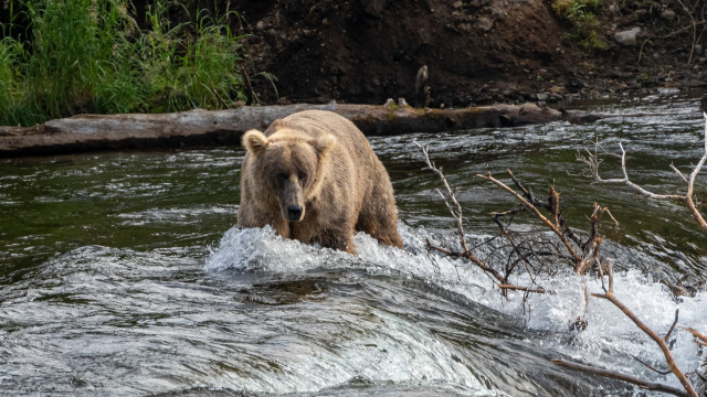 Alaska