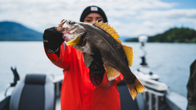 Holland - Fish