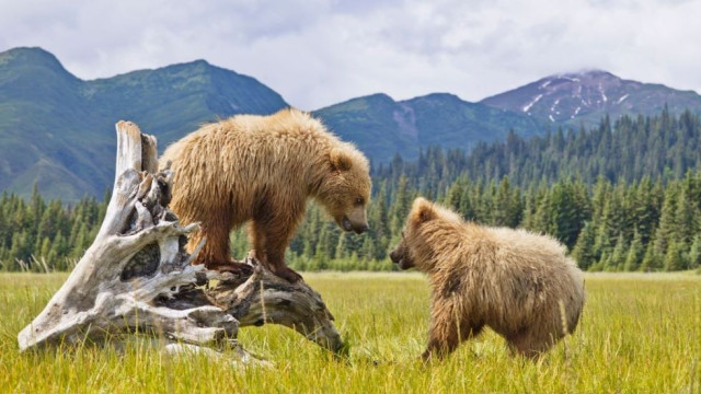 Alaska Denali