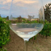 Travel - Photo Contest - San Lorenzo Winery 29