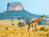 Giraffe in Botswana