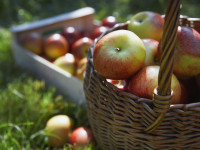basket of apples