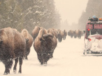 Buffalo in Yellowstone