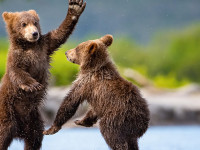 two bear cubs playing