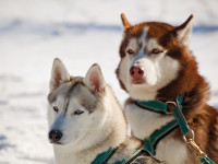 Huskies
