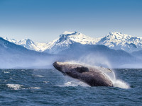 Whale in Alaska