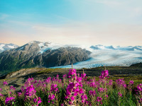 Field of Flowers