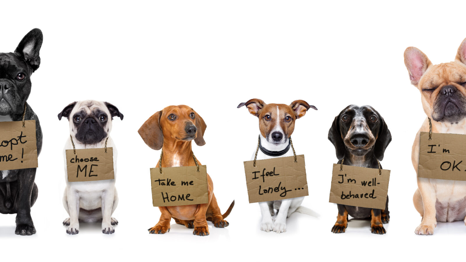 Row of dog with signs around their necks saying things like, "Choose Me", "I'm well behaved", and "take me home".