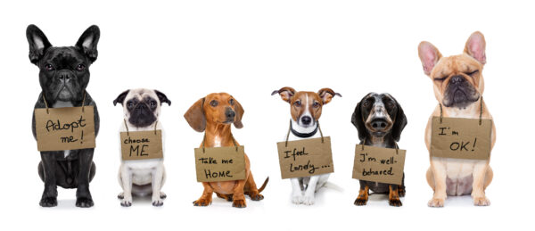 Row of dog with signs around their necks saying things like, "Choose Me", "I'm well behaved", and "take me home".