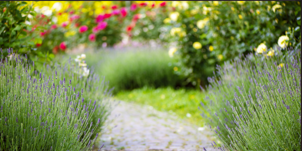 Garden Path with Lavendar and roses