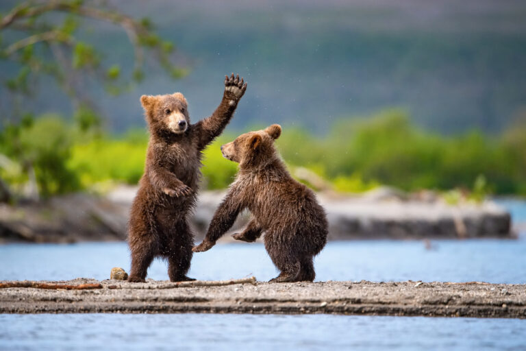 Brown bear cubs in Alaska