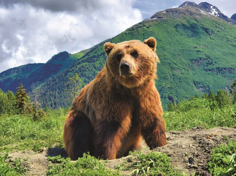 anchorage_bear_wildlife